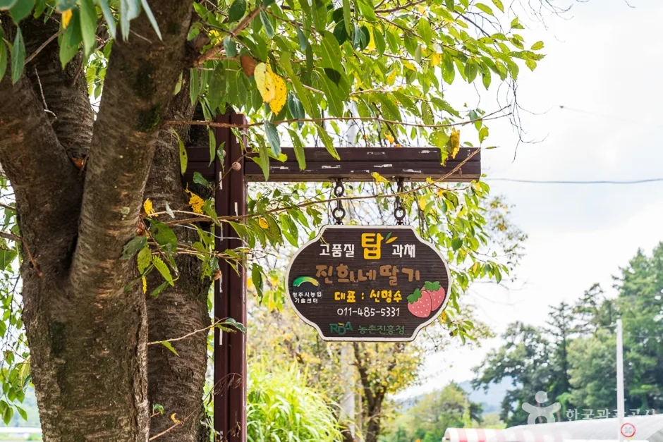 충북_청주_진희네딸기(1)
