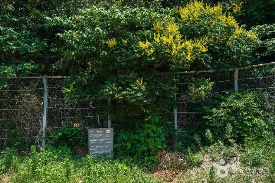 포항_포항 발산리 모감주나무와 병아리꽃나무 군락 (1)