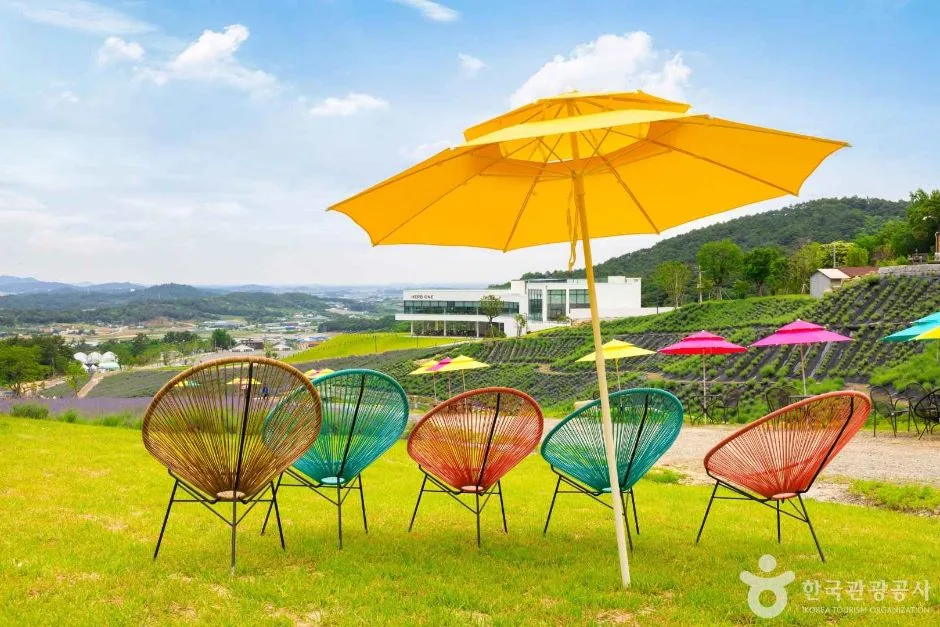 허브원 (10)