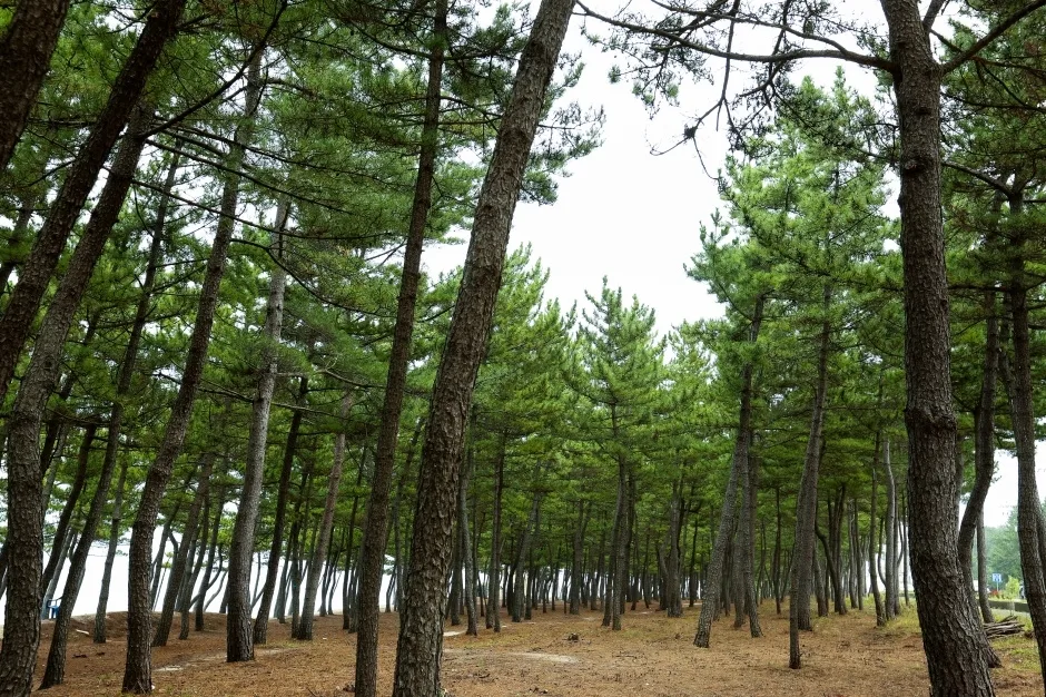 강릉시_순포해변 (4).jpg