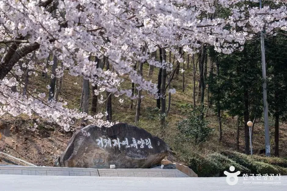거제_거제자연휴양림 (6)