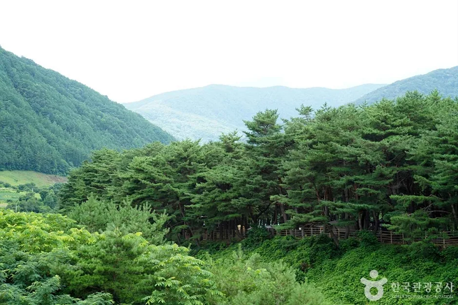 정선가리왕산마을 (20)