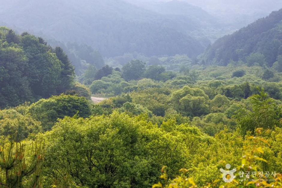 비밀의정원