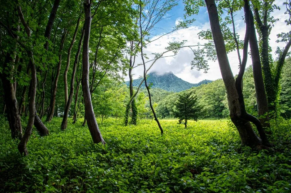 울릉_성인봉 원시림 (울릉도, 독도 국가지질공원) (3)