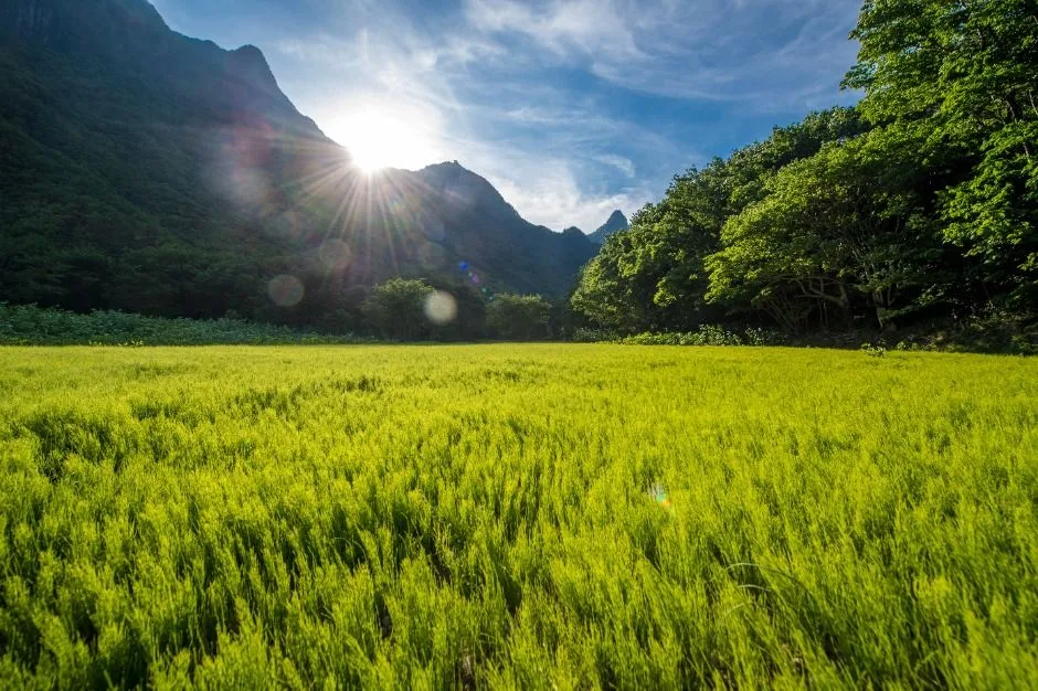 울릉_성인봉 원시림 (울릉도, 독도 국가지질공원) (2)