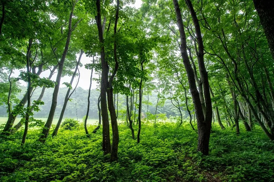 울릉_성인봉 원시림 (울릉도, 독도 국가지질공원) (1)