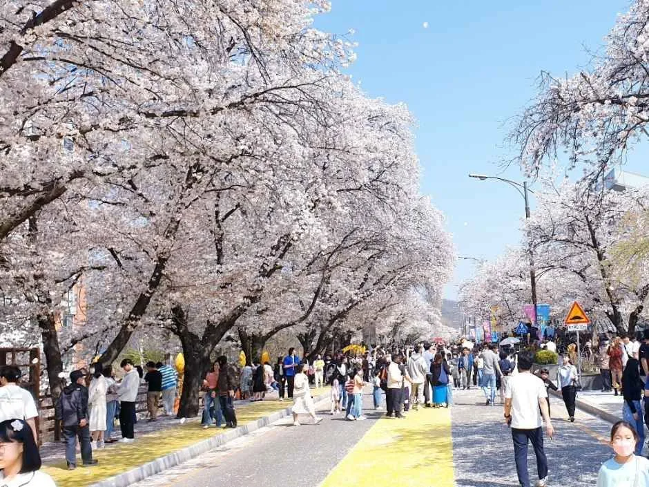 안동벚꽃축제