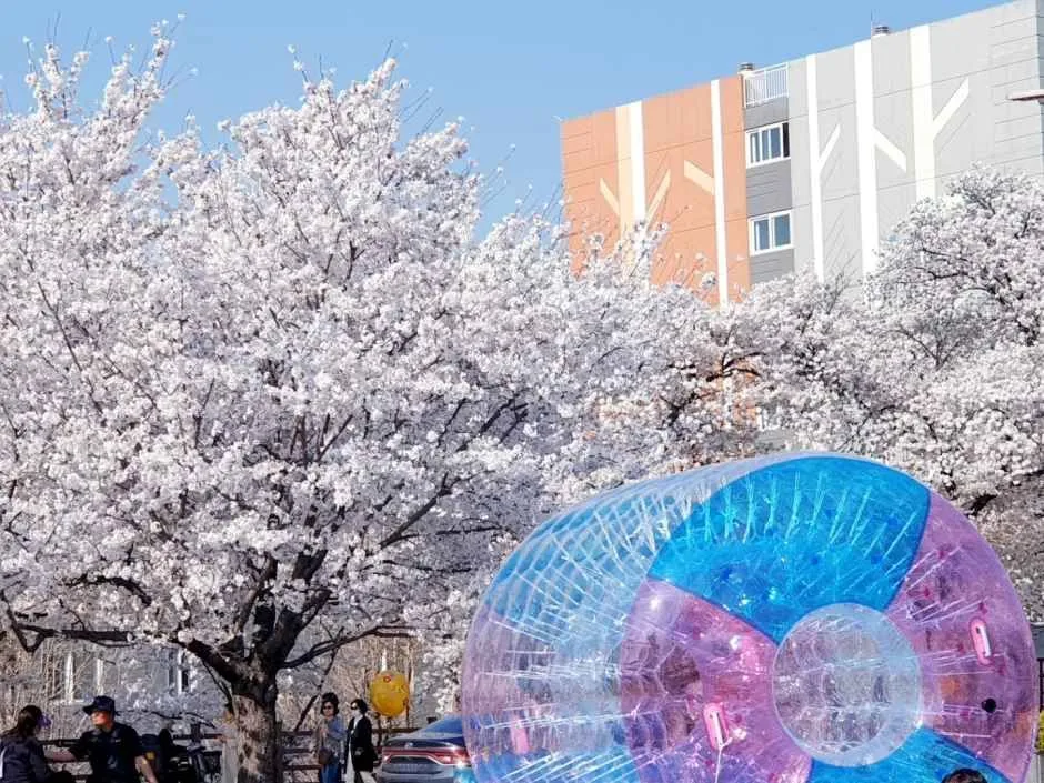 2026 안동벚꽃축제 (4).jpg
