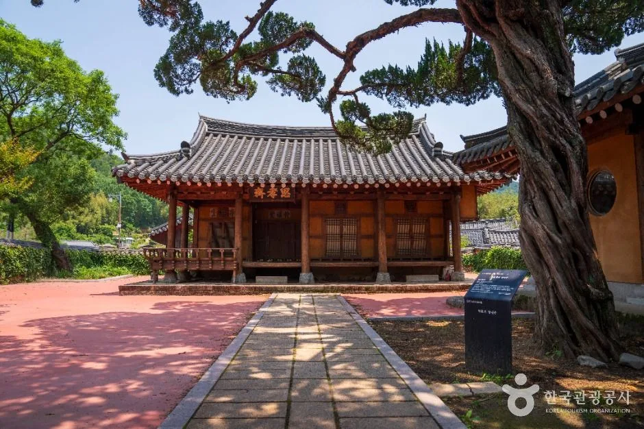 경남_산청_남사예담촌_부부회화나무_2.JPG