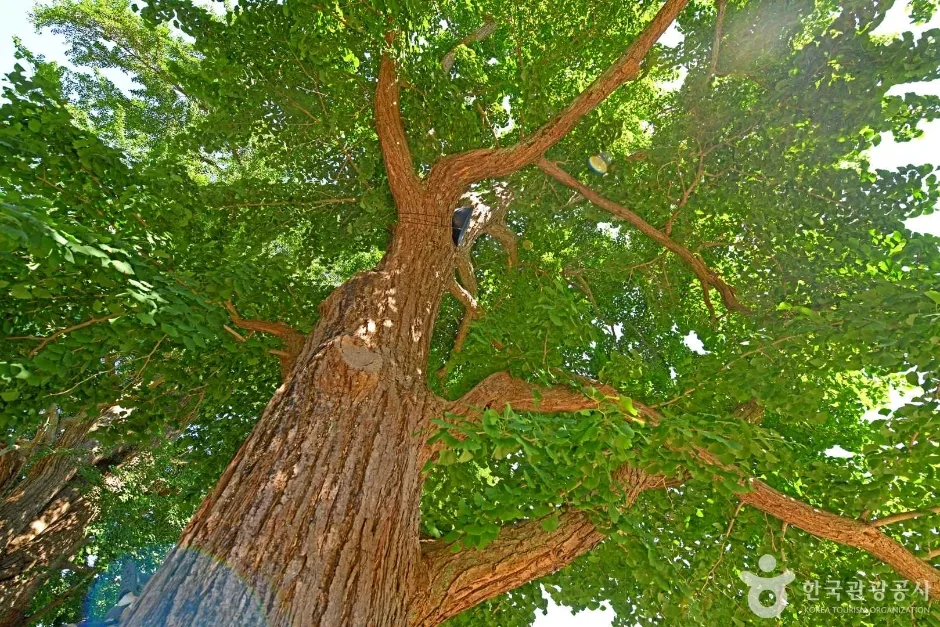 서산향교은행나무 (5)