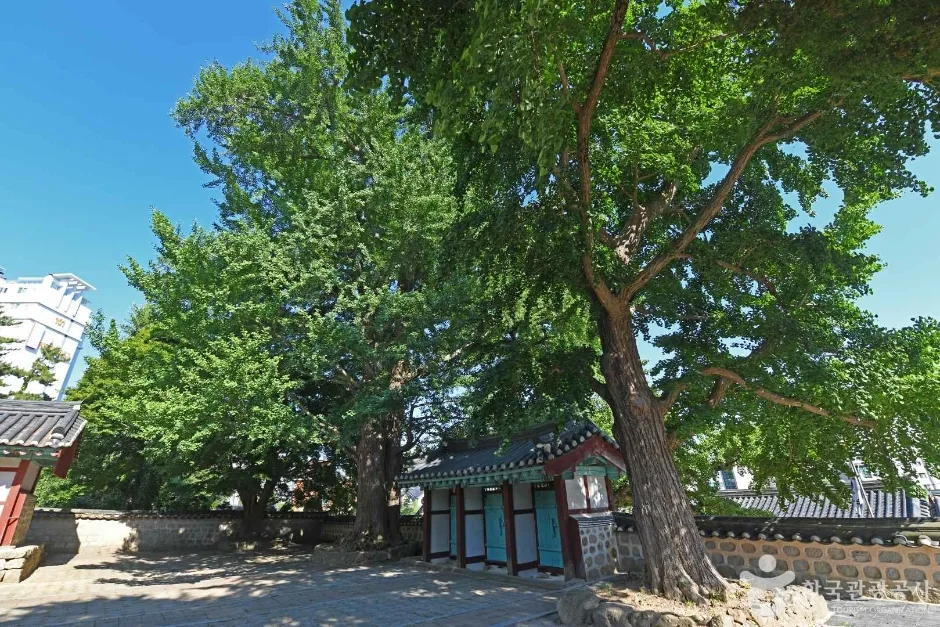 서산향교은행나무 (1)
