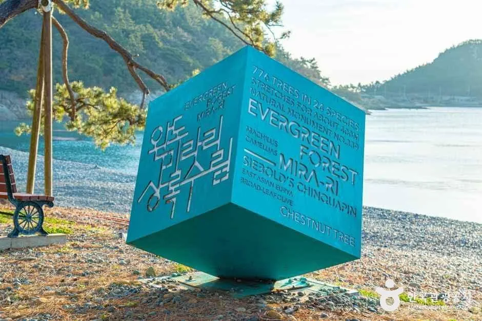 완도_완도 미라리 상록수림 (2).jpg