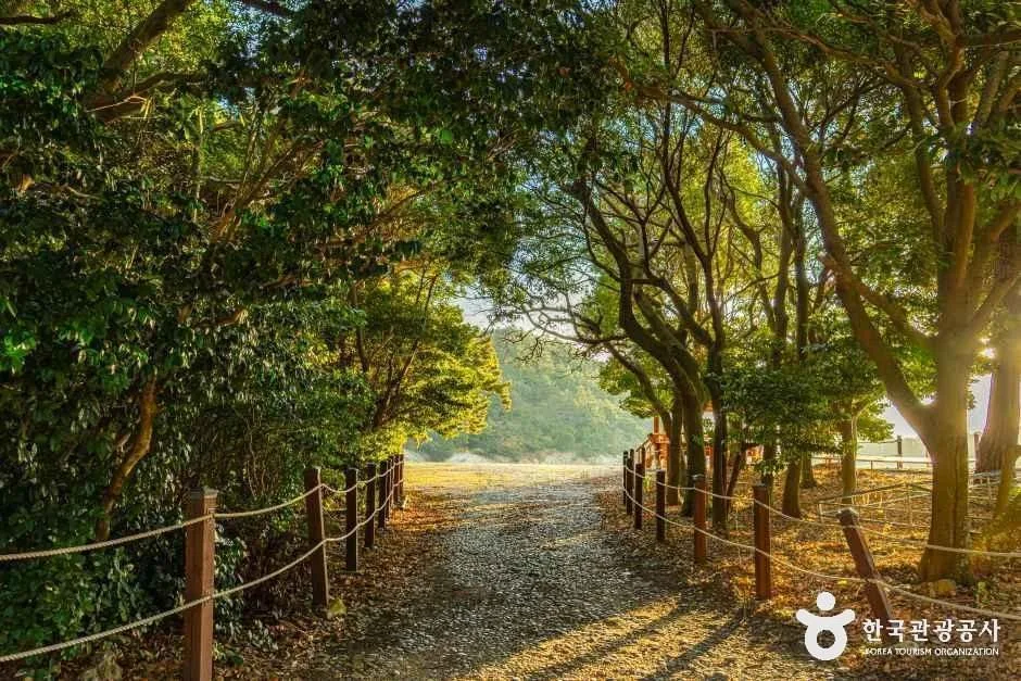 완도_완도 미라리 상록수림 (3).jpg