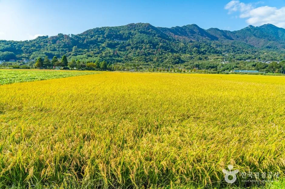 하동_평사리들판 (6)
