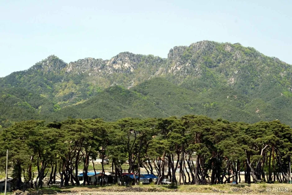 보해산 (3)