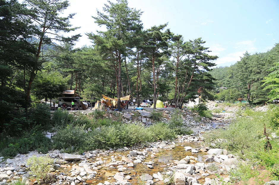 강원도_영월군_소나무와 계곡 캠핑장_원경