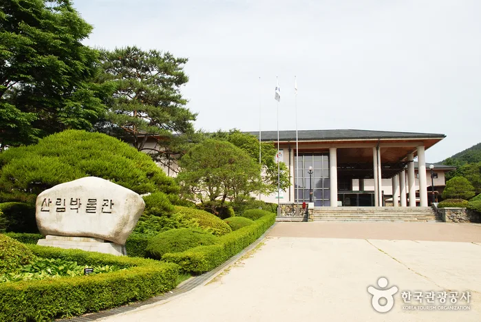 무성한 나무숲 길의 힐링 산책