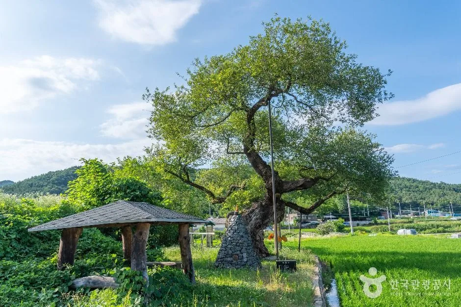 구미 금산리 떡버들나무