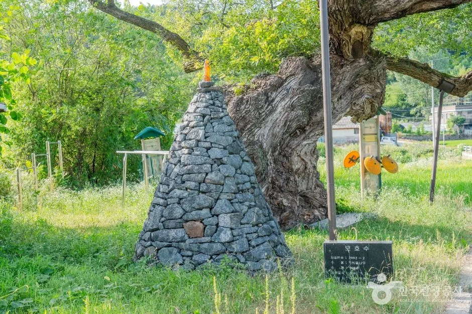구미_구미 금산리 떡버들 (5)