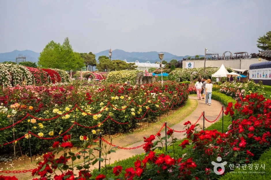 섬진강기차마을 장미공원 (5)