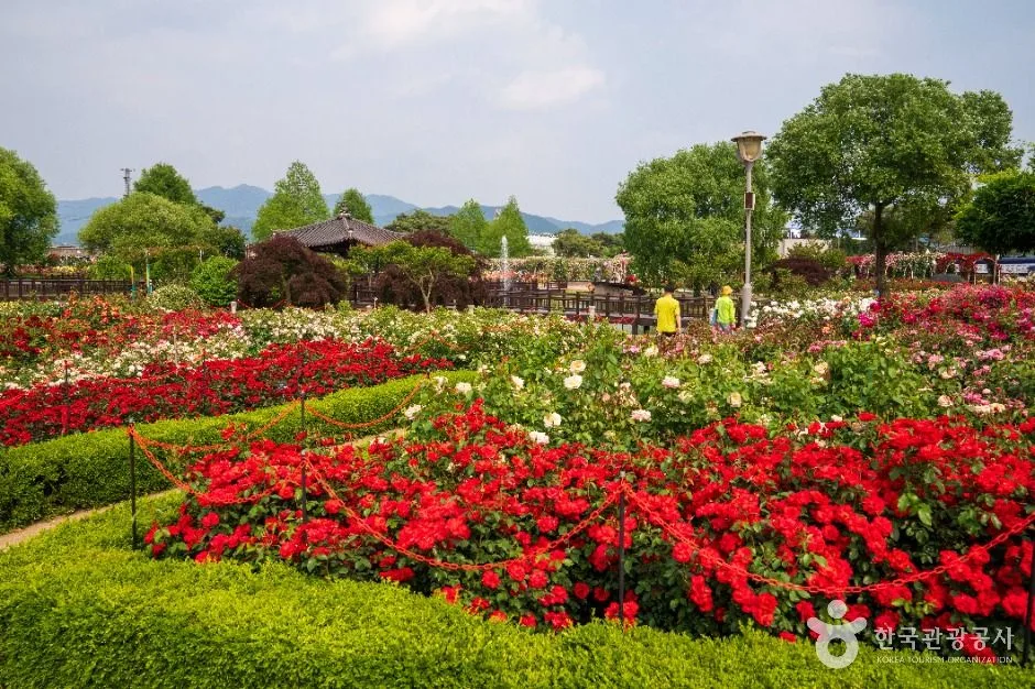 섬진강기차마을 장미공원 (3)