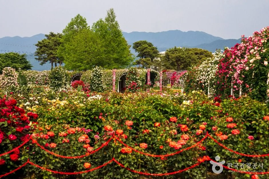 섬진강기차마을 장미공원 (2)