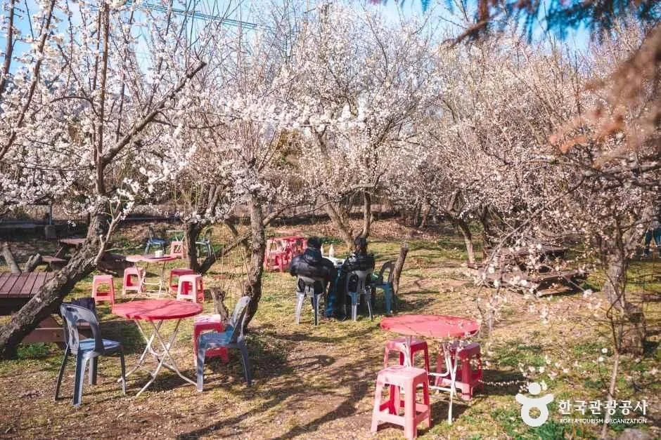 양산_순매원 (7)