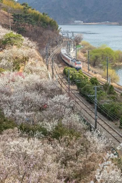 양산_순매원 (3)