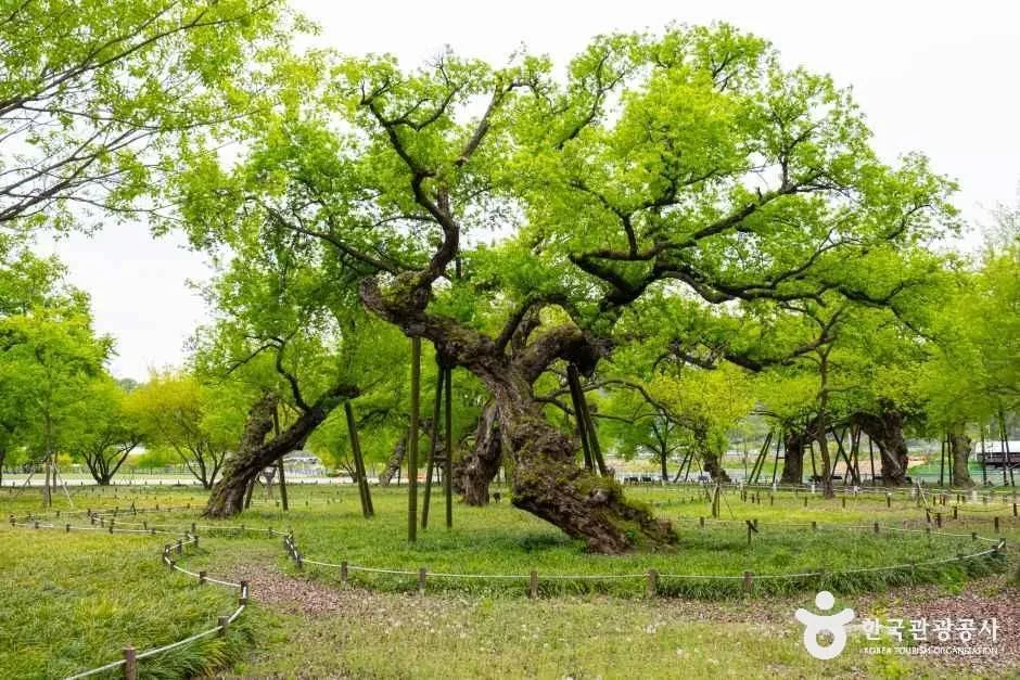 경북_성주_성주 경산리 성밖숲_외부_4.jpg