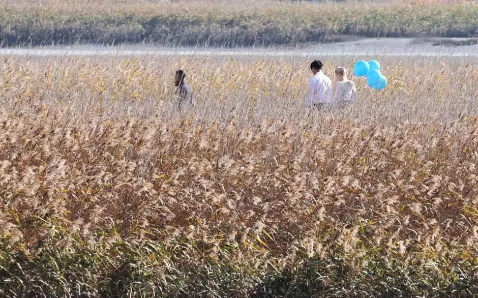 강진만 춤추는 갈대축제
