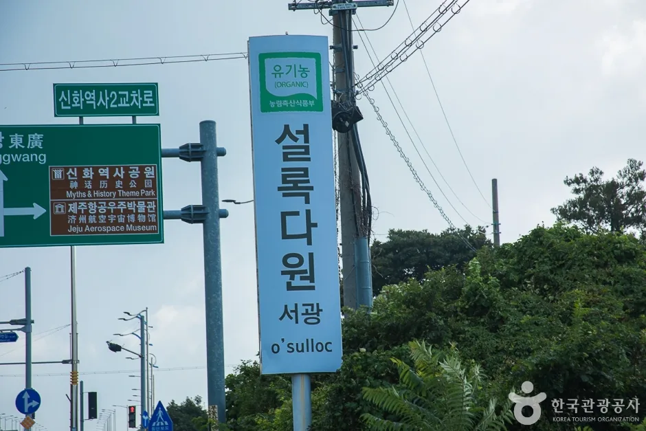 제주_서귀포_제주 서광다원(16)