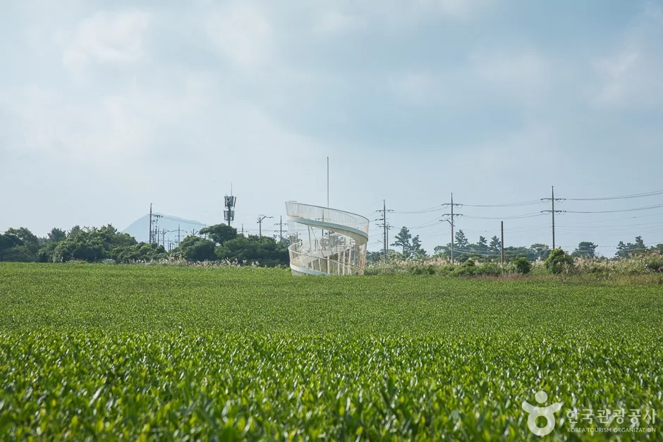 제주_서귀포_제주 서광다원(5)