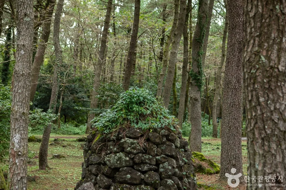 제주_서귀포_붉은오름자연휴양림(8)
