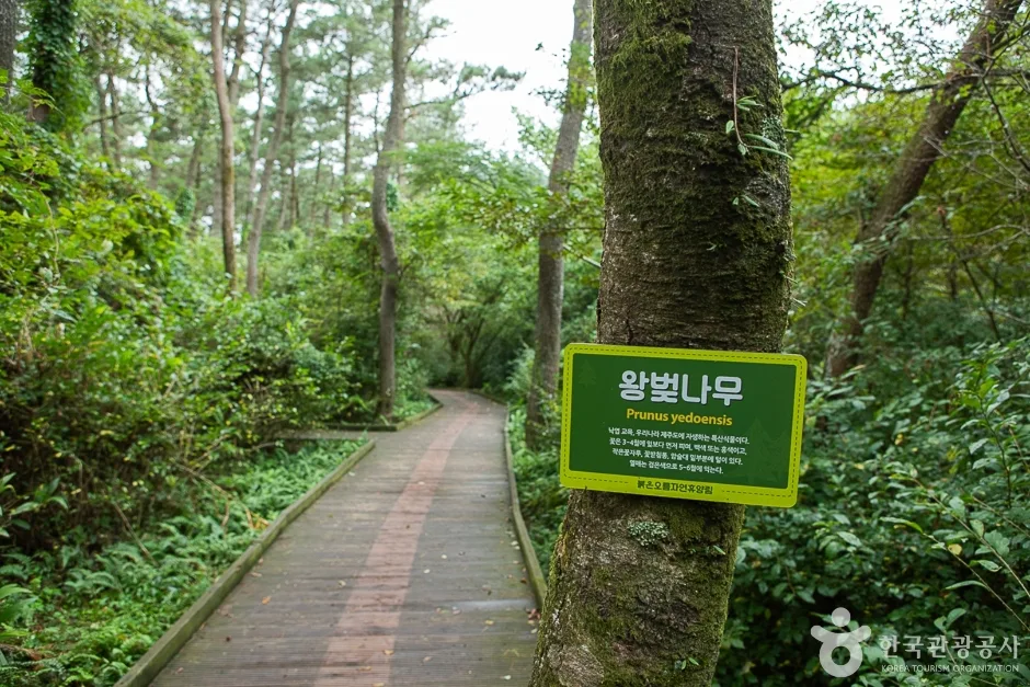 제주_서귀포_붉은오름자연휴양림(2)