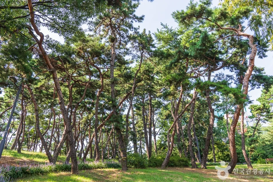 충북_청주시_청주 발산공원 (2).jpg